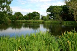 Summer on the Lake at Nidd. Wallpaper