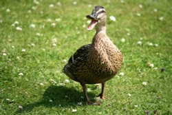 Mallard Female. Wallpaper