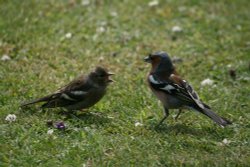 Chaffinch, Male with chick. Wallpaper