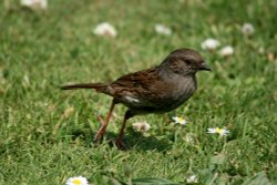 Dunnock. Wallpaper