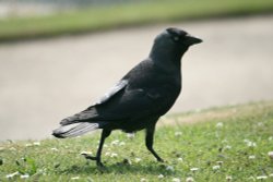 Jackdaw. Wallpaper