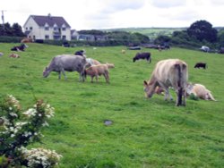 Stroll along the cows