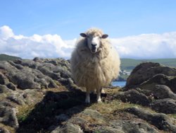 South West Coast path from Morte Point to Woolacoombe Wallpaper