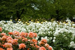 Roses in Regent's Park Wallpaper