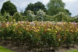 Queen Mary's Rose Garden Wallpaper