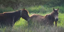 New Forest Ponies Wallpaper