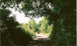 Ancient Road, Lintzford Green Wallpaper