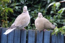 Crickhowell Collared Doves on fence Wallpaper