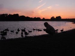 Feeding the ducks on Hatchet pond Wallpaper