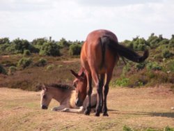 Mare and foal near Bratley view Wallpaper