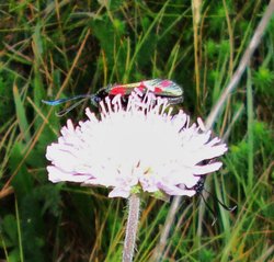 Six spot Burnet Moth on Thrift. Purbeck Ridge, Dorset Wallpaper