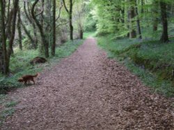 Blue Bell Wood (Coed Cefn) Crickhowell Wallpaper