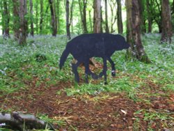 Blue Bell Wood (Coed Cefn) Crickhowell Wallpaper