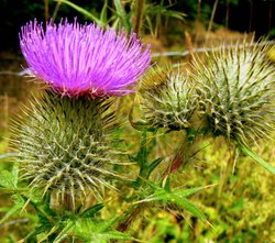 Thistle from England! Wallpaper