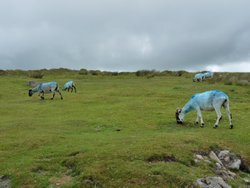 Dartmoor Wallpaper