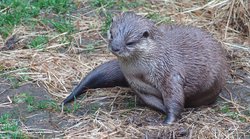 Otter