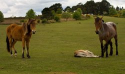 New Forest Ponies Wallpaper