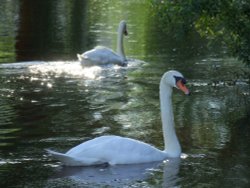 Swans at Crickhowell Bridge Wallpaper