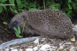 Hedgehog Wondering Wallpaper