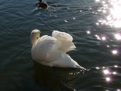 Tattershall Lakes Country Park Wallpaper