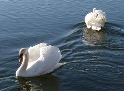 Tattershall Lakes Country Park Wallpaper