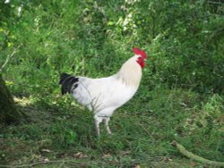 Cockerel outside the Hall Wallpaper