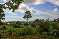 Arne Nature Reserve in Dorset Wallpaper