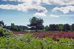 Arne Nature Reserve in Dorset Wallpaper