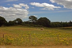 Arne Nature Reserve in Dorset Wallpaper