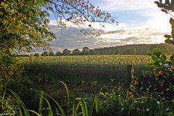 Stour Valley Summer