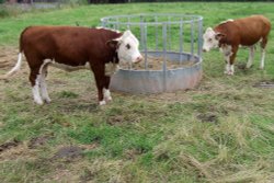 Ewyas Harold Cows feeding Wallpaper