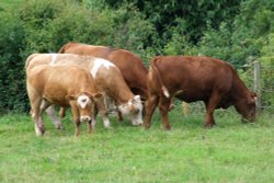 Cows in field near the Church Wallpaper