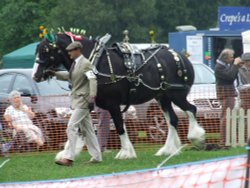 Abergavenny Shire Horse Show Wallpaper