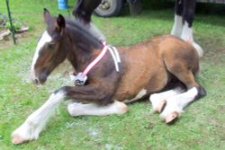 Abergavenny Shire Horse Show Wallpaper