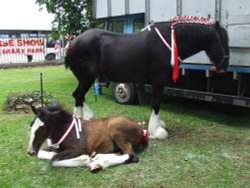 Abergavenny  Shire Horse Show Wallpaper