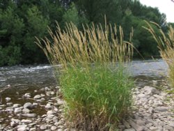 The River Usk Castle Meadow Abergavenny Wallpaper