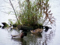 Bathtime down at the duckpond Wallpaper