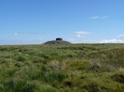 Eastern White Barrow Wallpaper