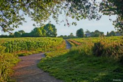 Stour Valley Summer Wallpaper