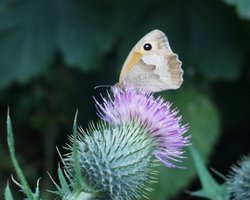 Butterfly Wallpaper