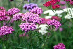 Eastcote House gardens, Eastcote Village Wallpaper