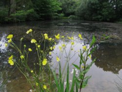 Bergh Apton Gardens Open Day Wallpaper