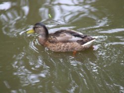 Newent lake and park Wallpaper