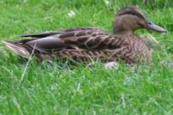 Newent lake and park Wallpaper