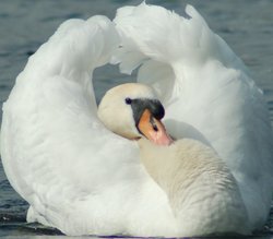 Mute Swan Wallpaper