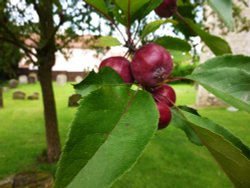 Possibly Crab apples Wallpaper