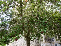 Tree in the Churchyard Wallpaper