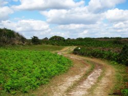 Dunwich Heath Wallpaper