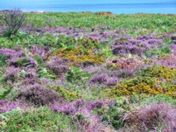 Dunwich Heath Wallpaper