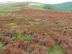 Quantock Hills Wallpaper